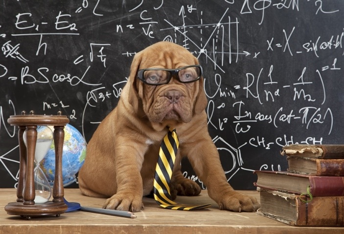 Brown sharpei with glasses and a yellow and black striped tie on sitting on a desk in front of a black chalk board with math on it. The desk holds an hourglass in front of a globe and a pair of scissors on the left side and a stack of four worn books on the right side.